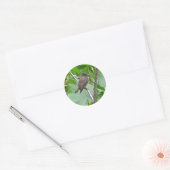 Rond Sticker Phoebe Flycatcher (Enveloppe)