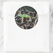 Rond Sticker photo Lizard vert (Sac)