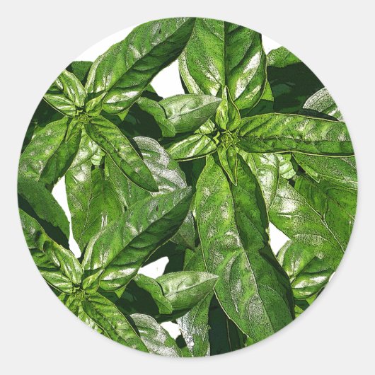 Rond Sticker photo Plante Basil (Devant)