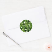 Rond Sticker photo Plante Basil (Enveloppe)