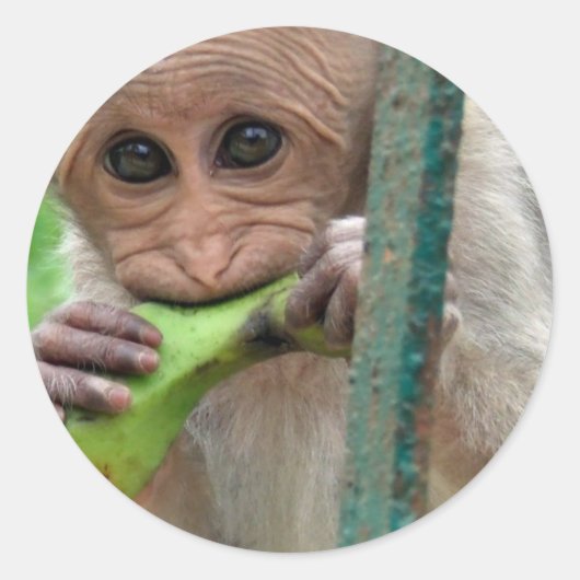 Rond Sticker photo singe drôle (Devant)