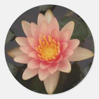 Rond Sticker Pink Water Lily v1