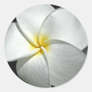 Rond Sticker Plumeria