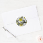 Rond Sticker Plumeria Celedine Tropical Flowers (Enveloppe)