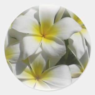 Rond Sticker Plumeria Celedine Tropical Flowers