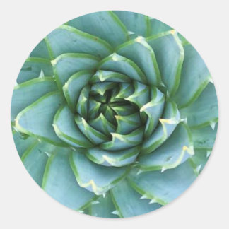 Rond Sticker Polyphylla en aloe spirale