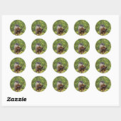 Rond Sticker Pose De Marmotte (Feuille)