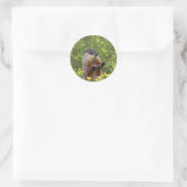 Rond Sticker Pose De Marmotte (Sac)