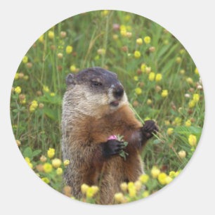 Rond Sticker Pose De Marmotte