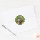 Rond Sticker Pose De Marmotte (Enveloppe)