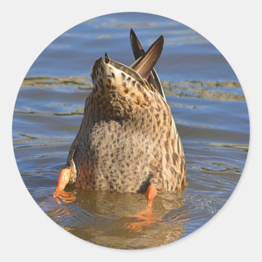 Rond Sticker pour canard haut (Devant)