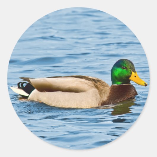 Rond Sticker pour canard mâle Mallard (Devant)