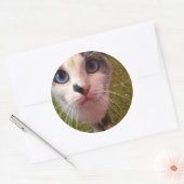 Rond Sticker pour chat (Enveloppe)