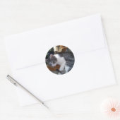 Rond Sticker pour chat (Enveloppe)