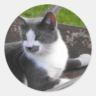 Rond Sticker pour chat gris et blanc