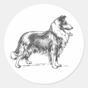 Rond Sticker pour chien Collie