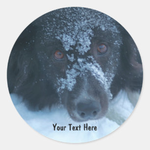 Rond Sticker pour chien Collie Face à la neige