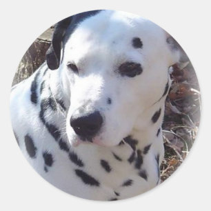 Rond Sticker pour chien d'incendie dalmate
