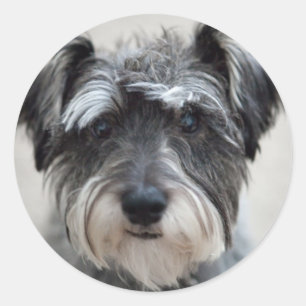 Rond Sticker pour chien Schnauzer