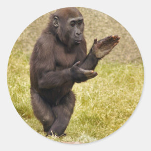 Rond Sticker pour chimpanzé