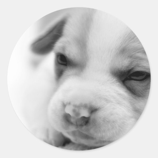 Rond Sticker pour chiot (Devant)