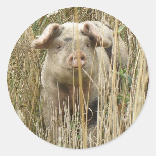 Rond Sticker pour cochon mignon (Devant)