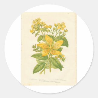 Rond Sticker pour impression de St. John's Wort, fleurs