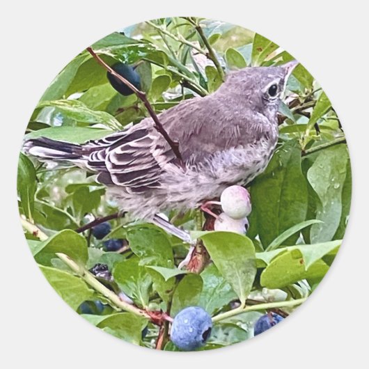 Rond Sticker pour la branche de bleuets (Devant)