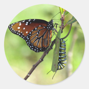 Rond Sticker pour monarque et papillon Queen