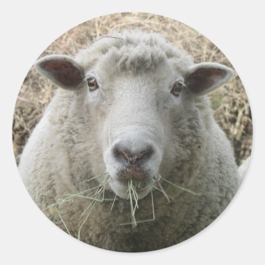 Rond Sticker pour mouton animal (Devant)