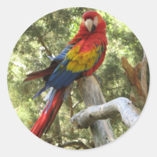 Rond Sticker pour perroquet Macaw