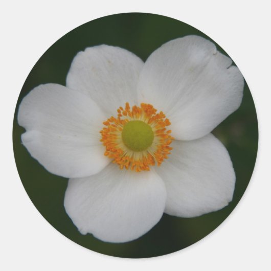 Rond sticker pour pétales blancs (Devant)