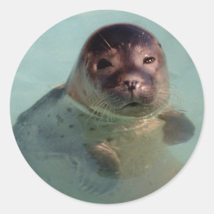 Rond Sticker pour phoque de port