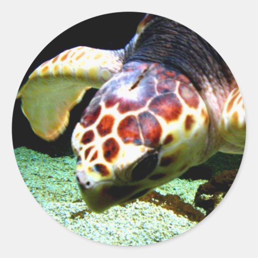Rond Sticker pour tortue de mer (Devant)