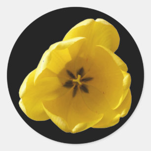 Rond Sticker pour tulipe jaune