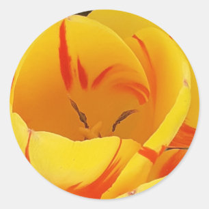 Rond Sticker pour tulipe jaune