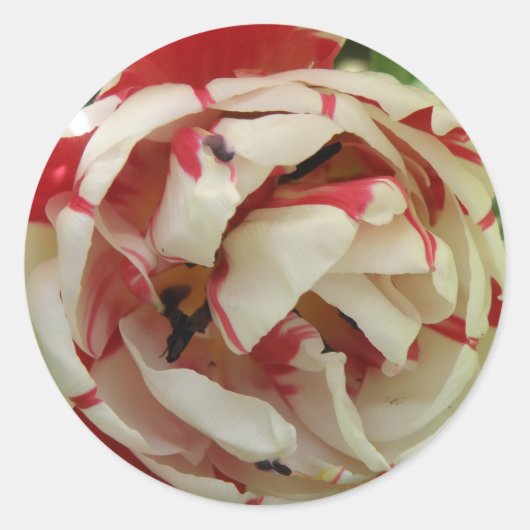 Rond Sticker pour tulipe rose et blanc (Devant)