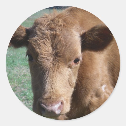 Rond Sticker pour veau mignon (Devant)