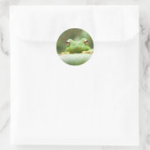 Rond Sticker pour yeux de grenouille (Sac)