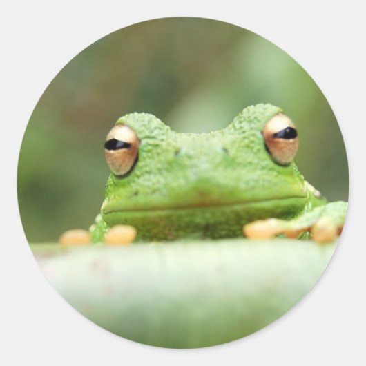 Rond Sticker pour yeux de grenouille (Devant)