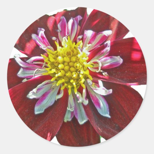 Rond Sticker Red Dahlia (Devant)