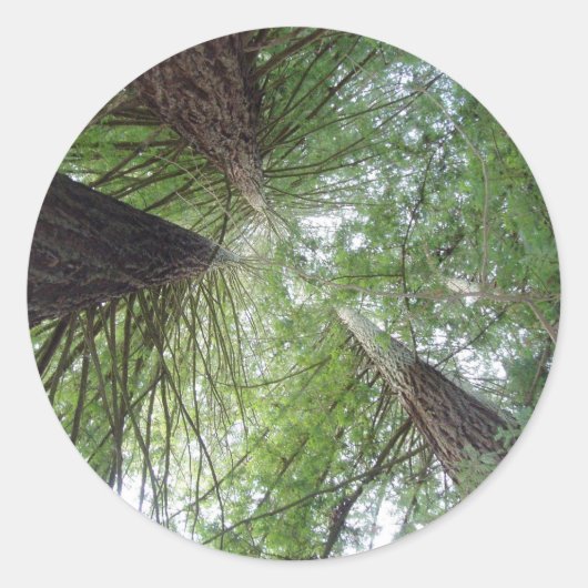 Rond Sticker Redwoods (Devant)