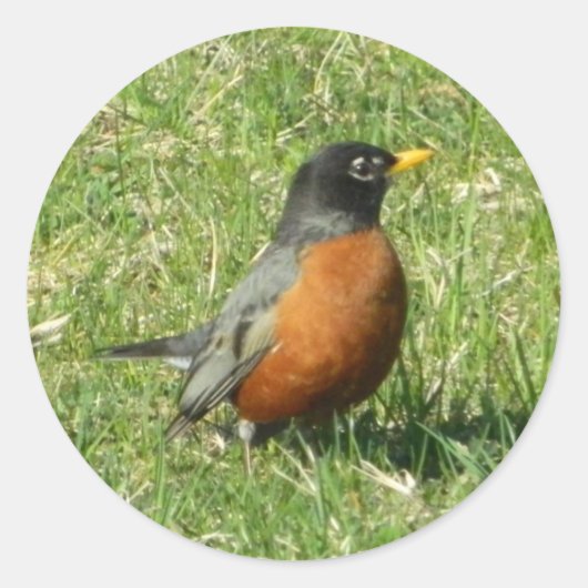 Rond Sticker Robin Nord-Américain (Devant)