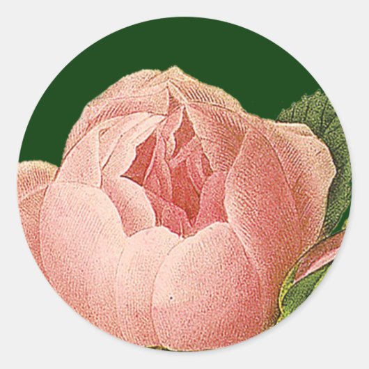 Rond Sticker Rose de chou rose botanique (Devant)