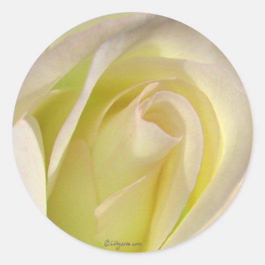 Rond Sticker Rose jaune pâle (Devant)