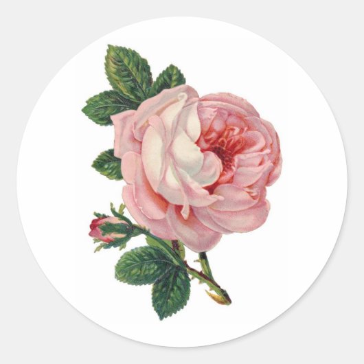 Rond Sticker Rose victorien doux (Devant)