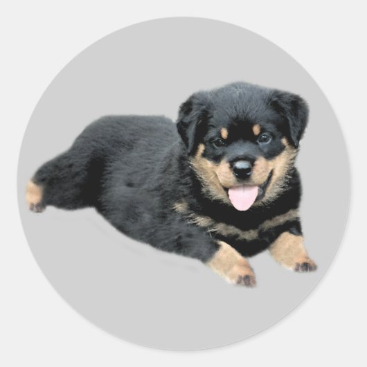 Rond Sticker Rottweiler (Devant)
