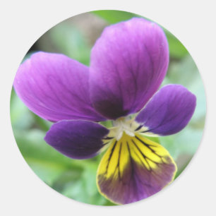 Rond Sticker Sauvage Pansy