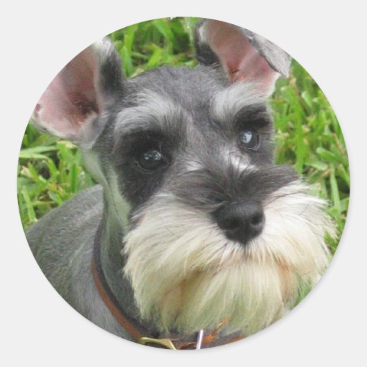Rond Sticker Schnauzer miniature (Devant)
