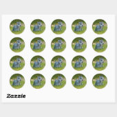 Rond Sticker Schnauzer miniature (Feuille)